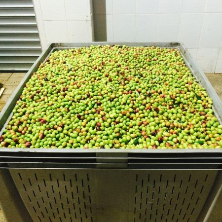 Olive-2